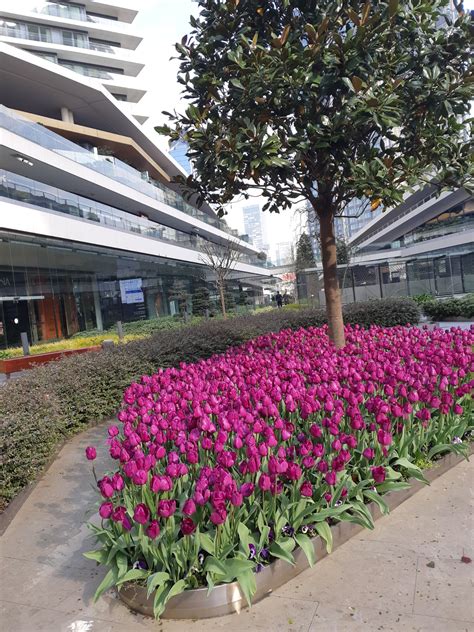 Istanbul Zorlu Center Levazım Mahallesi, Koru Sokak  .